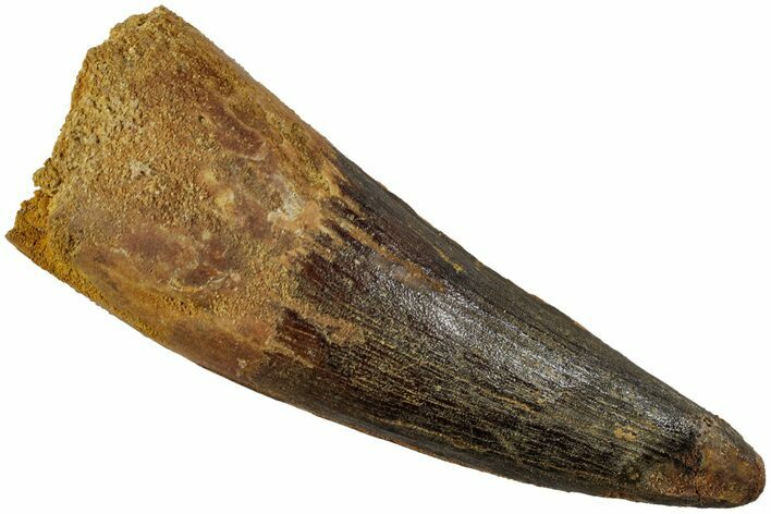 Fossil Spinosaurus Tooth - Huge Dinosaur Tooth #227274